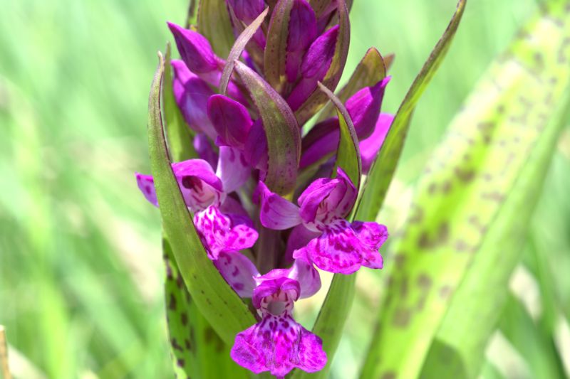 Dactylorhiza majalis?